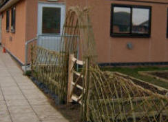 Living willow hedge